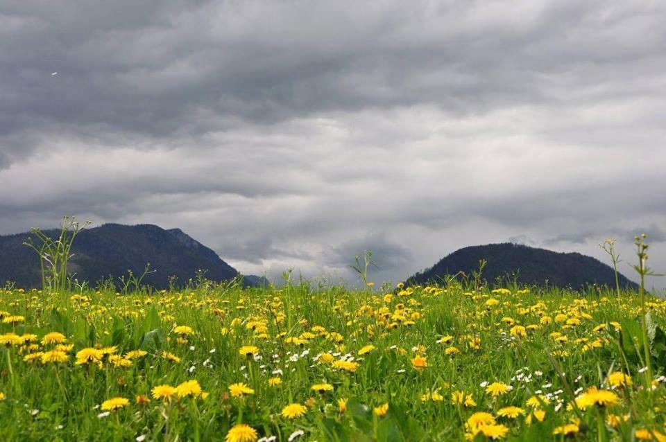 Greenheart Aussee Obersdorf Eksteriør billede